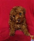 Maltipoo